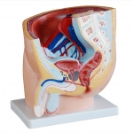 男性盆腔矢狀切面模型