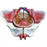 高級女性骨盆附生殖器與血管神經(jīng)模型 