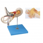 內(nèi)耳迷路放大模型