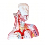 顱腔及頭頸胸局部解剖模型