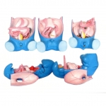 消化、呼吸、泌尿生殖、體腔的發(fā)生模型