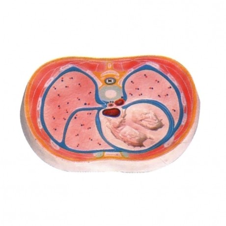 胸腔橫斷模型