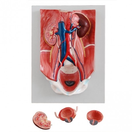 泌尿系統(tǒng)模型