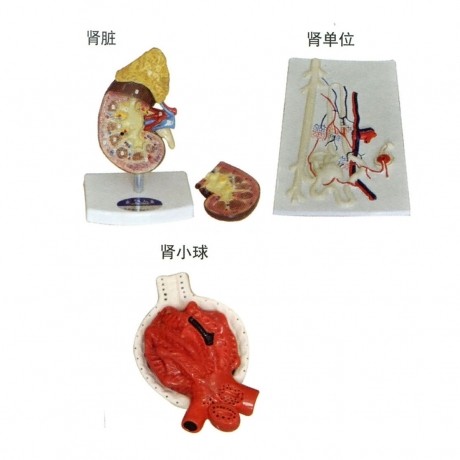 腎臟、腎單位、腎小球放大模型