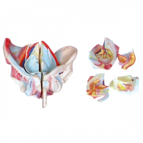 男性骨盆附盆底肌肉層次解剖模型