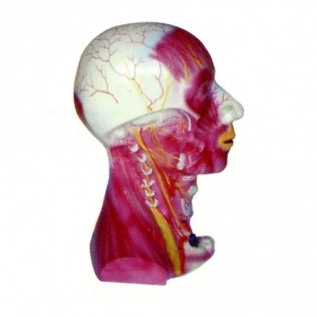 頭頸部深層解剖模型
