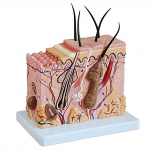 皮膚放大模型(中型)
