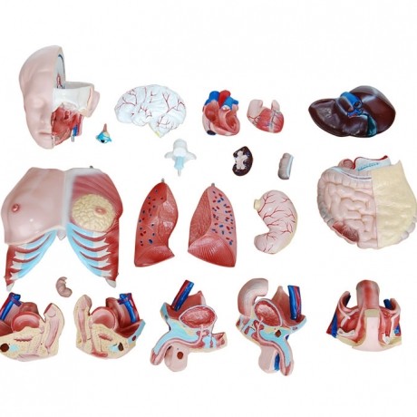 三性互換軀干模型85cm(21件)