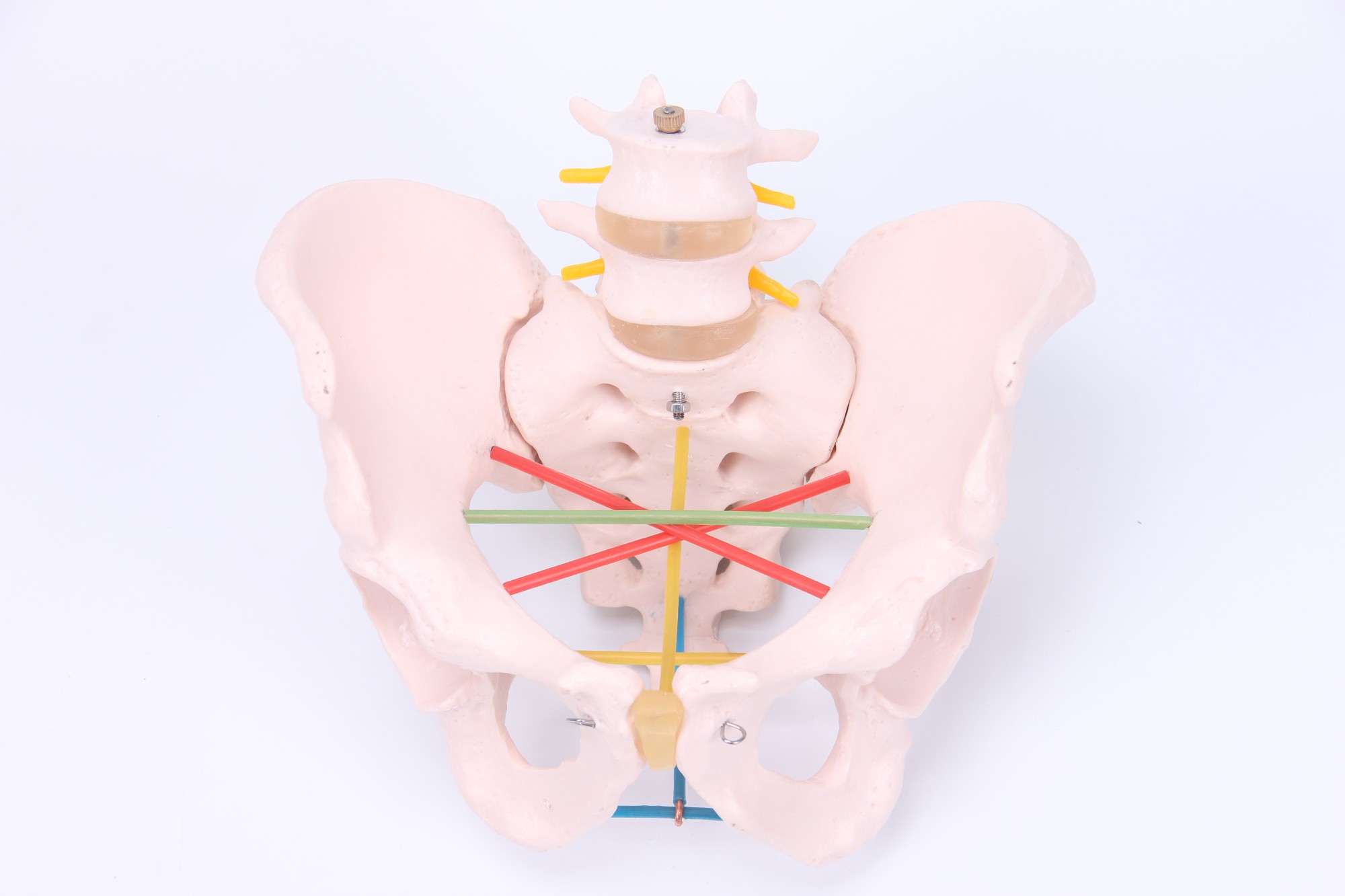 骨盆測量示教模型